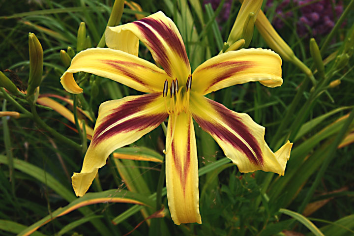 Juillet2012-08028446.jpg
