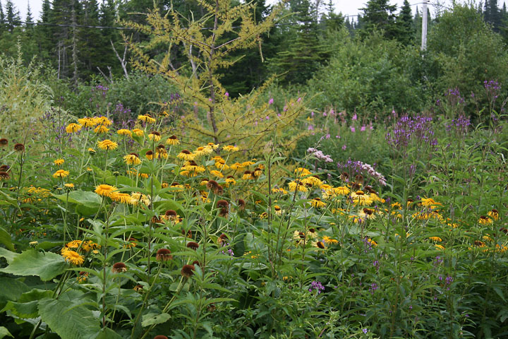 Juillet2012-08028449.jpg