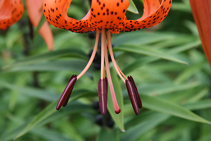 Juillet2012-08028454.jpg