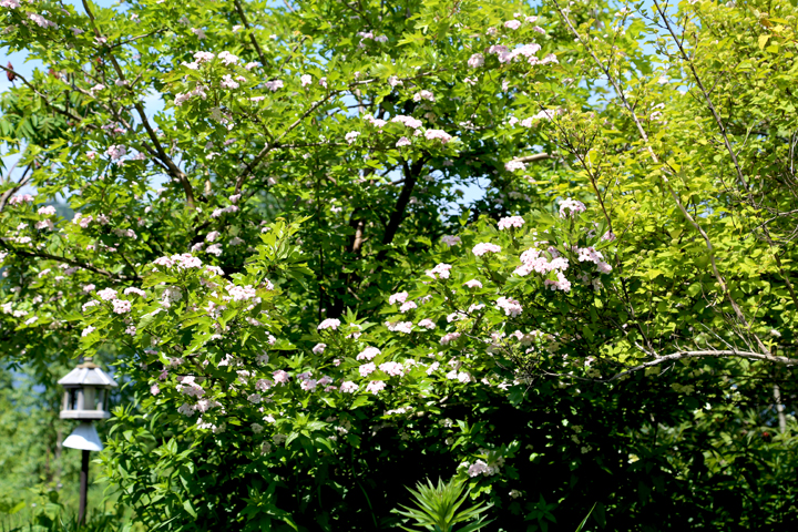 Juillet2013-2013_07_012631_zps97c73a5a.jpg