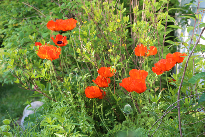 Juillet2013-2013_07_032644_zps19f03111.jpg