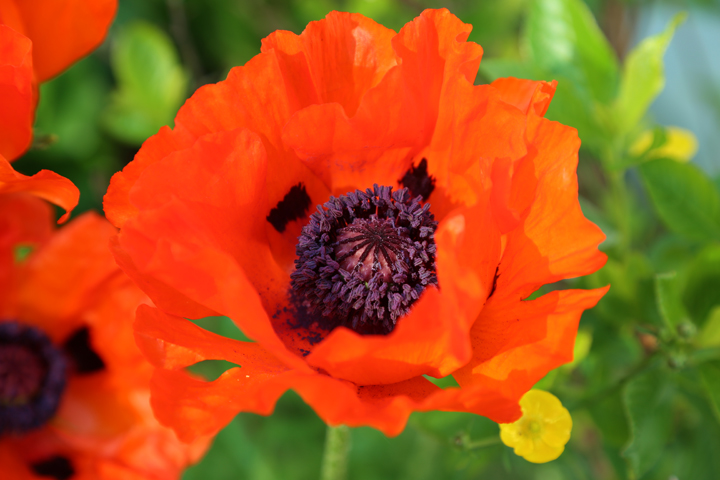 Juillet2013-2013_07_032646_zps7f4a8370.jpg