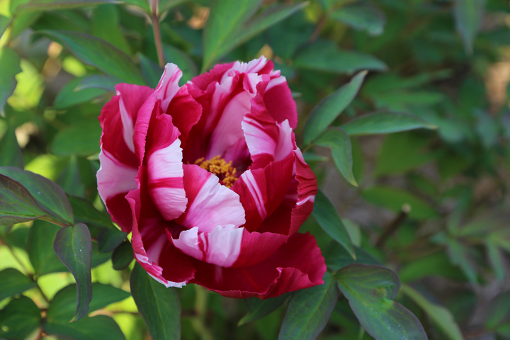 Juillet2013-2013_07_032652_zps04636394.jpg