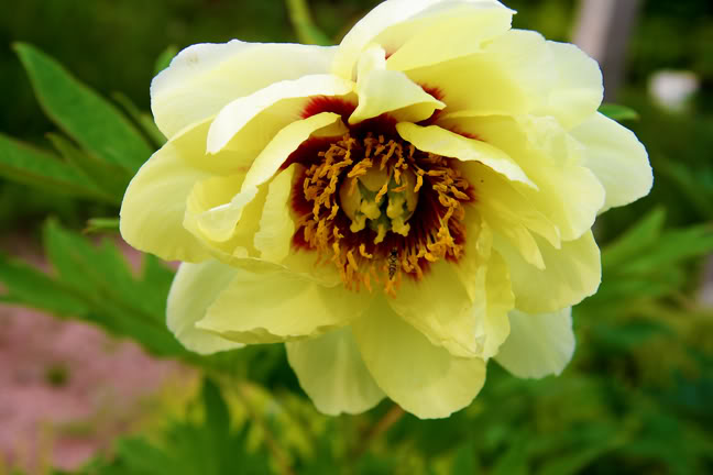 Juillet220800-2010005.jpg
