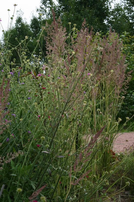 Juillet220800-2010033.jpg