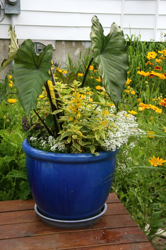 Juillet220800-2010044.jpg