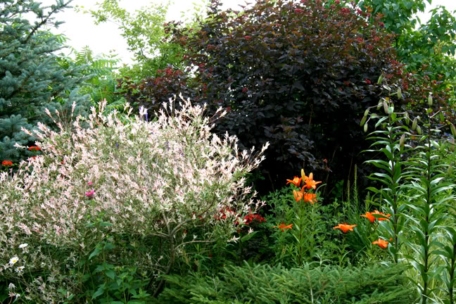 Juillet220800-2010051.jpg