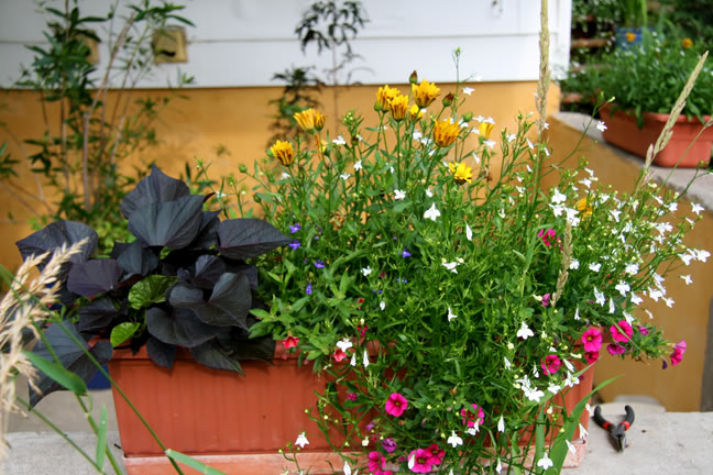 Juillet220800-2010055.jpg