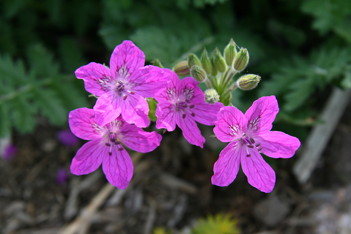 Juin2013-06130137_zps1f67ef72.jpg