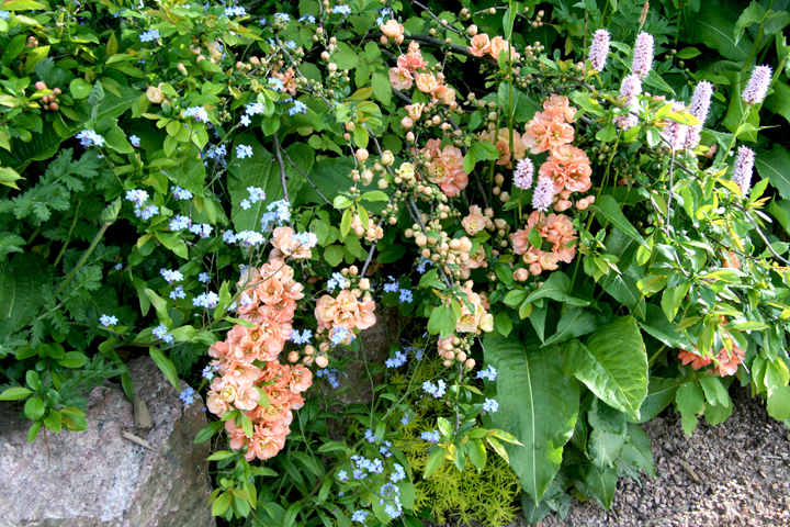 Juin2013-06130138_zps03d64083.jpg