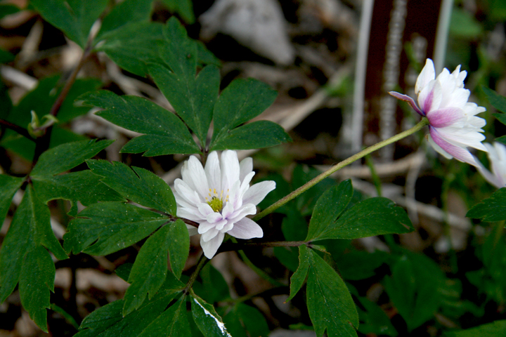 Juin2013-06130145_zps61f1df4d.jpg