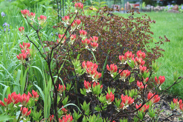 Juin2013-06190180_zps3daa618a.jpg