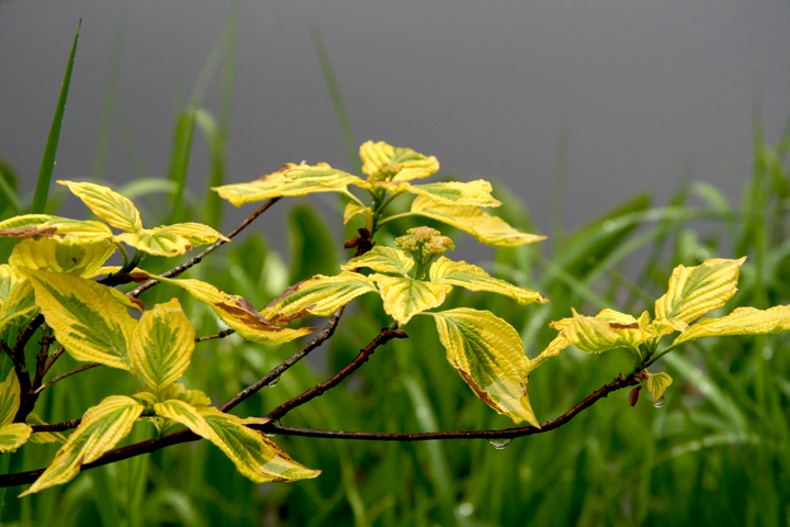Juin2013-06190186_zps33ea916d.jpg