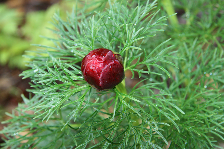 Juin2013-06190188_zps85ca7e75.jpg