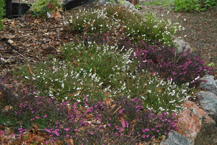 Juin2013-06190190_zps44819176.jpg