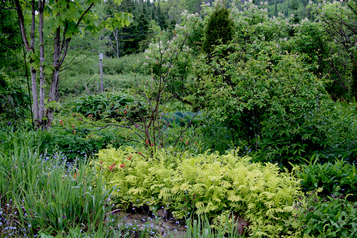 Juin2013-06190206_zps1b14b956.jpg