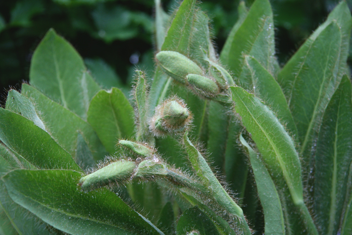 Juin2013-06190214_zpsc0cb7746.jpg