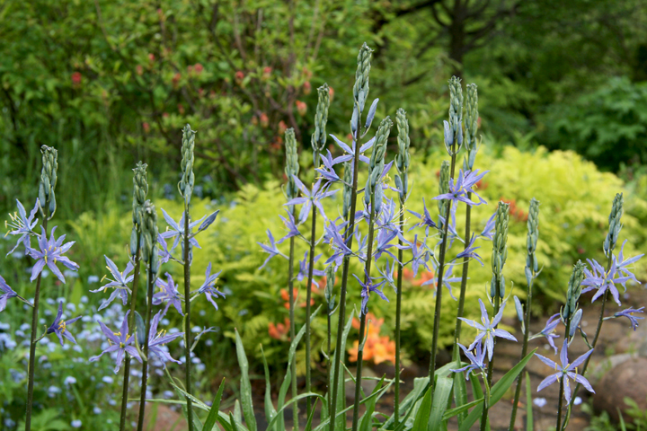 Juin2013-06190215_zpsa74f270a.jpg