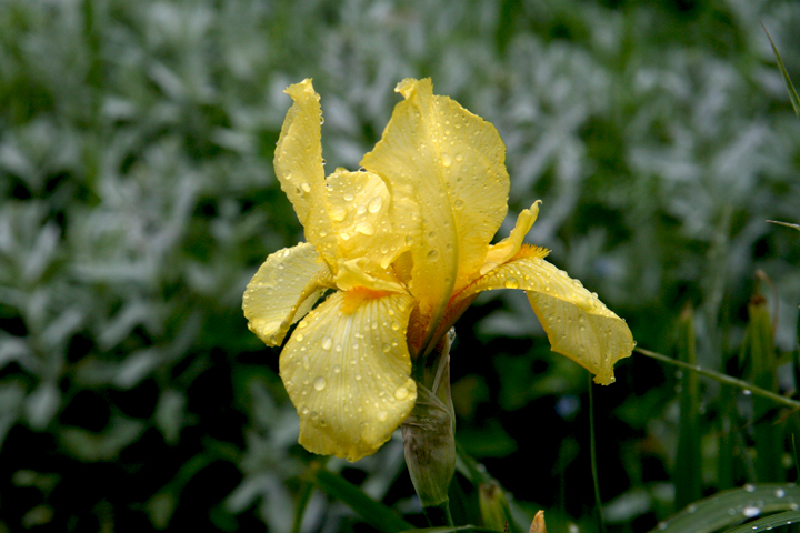 Juin2013-06190216_zpsa392ca3d.jpg