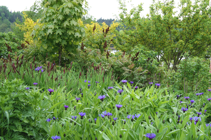 Juin2013-06190220_zps4b6ded60.jpg