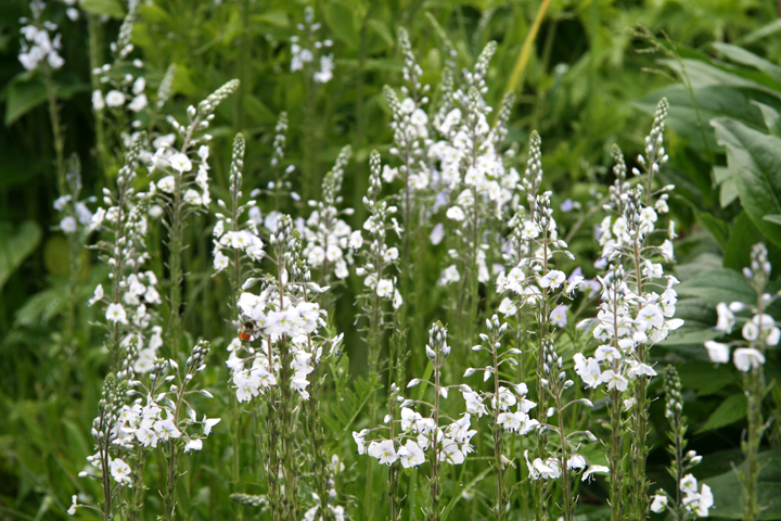 Juin2013-06190221_zpsec14ca84.jpg