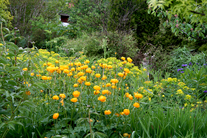 Juin2013-06190222_zps600a8b70.jpg