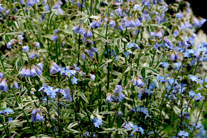 Juin2013-06190235_zps4fdf0b38.jpg