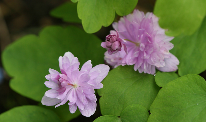 Juin2013-06190242_zps3f2073a6.jpg