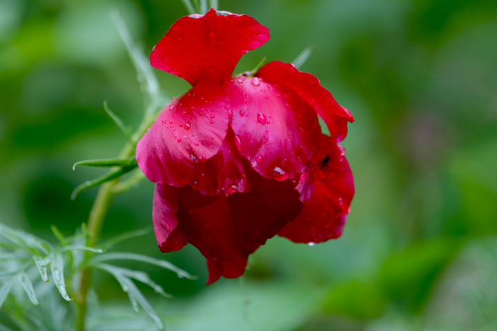 Juin2013-06190245_zps7d2ae72c.jpg