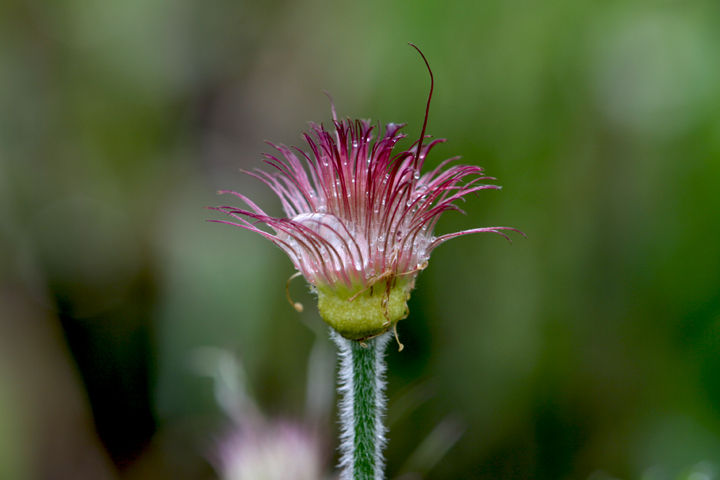 Juin2013-06190254_zps95d32af8.jpg