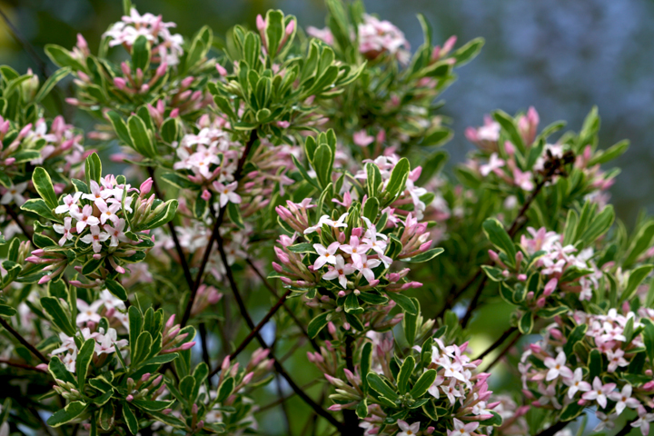Juin2013-06190257_zps9de31d33.jpg