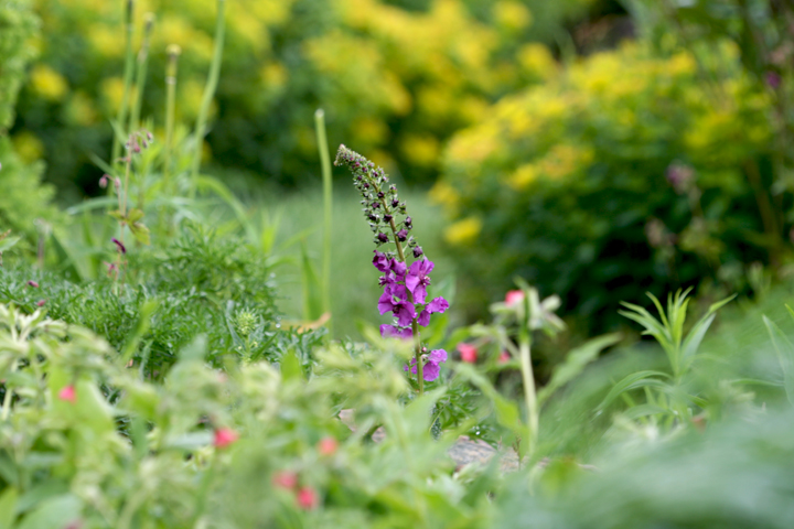 Juin2013-06190260_zpse58a06bf.jpg