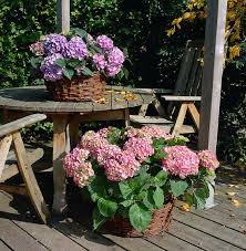 juli-hortensia.jpg