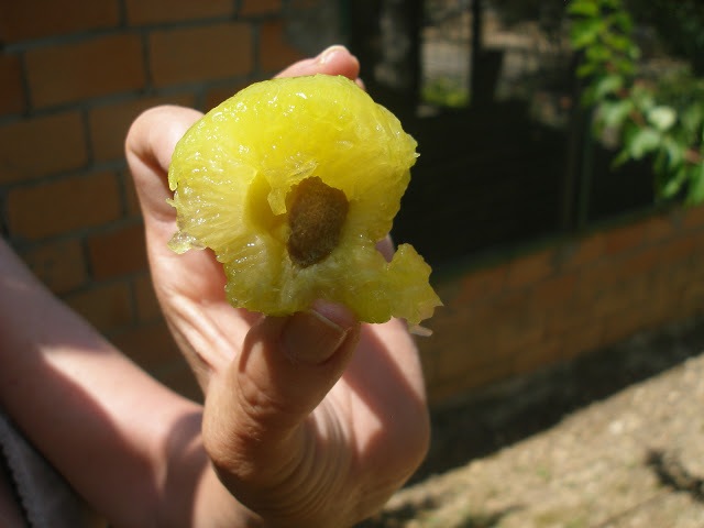 juliol%252520068.jpg