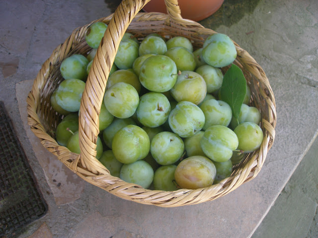 juliol%252520075.jpg
