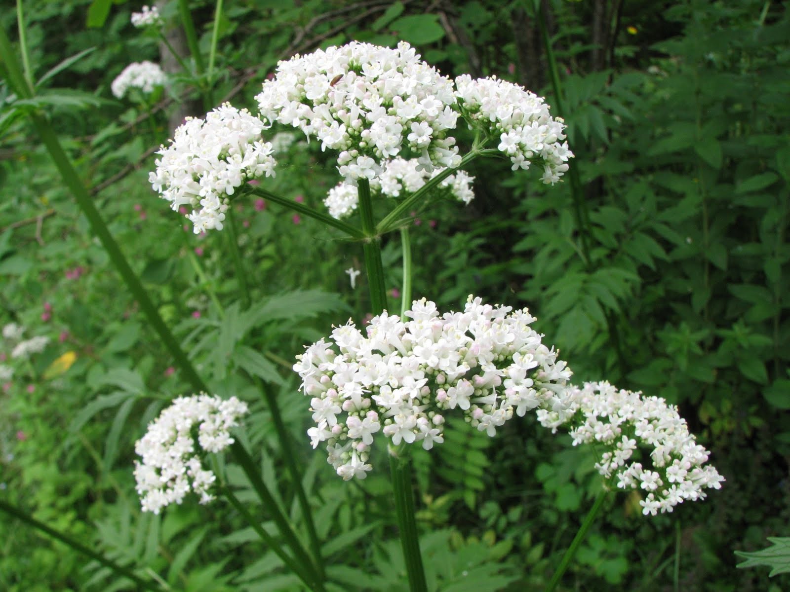 July%2B19%2Bvalerian%2B1.jpg