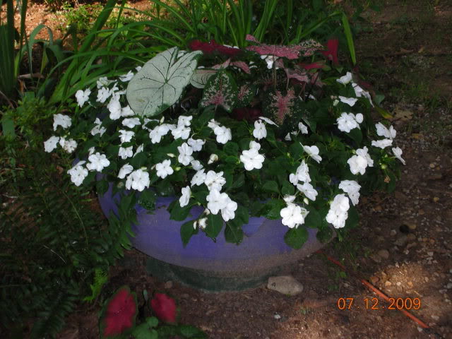JulyGarden2009019.jpg