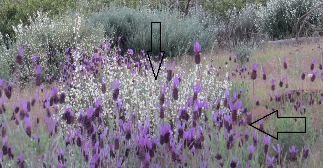 jumb12r.jpg