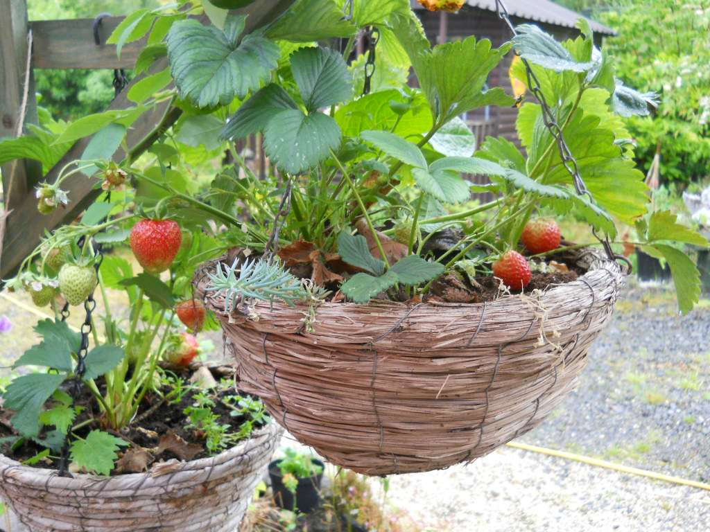 june-2011-midsummer-at-bealtaine-001.jpg