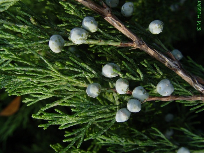 Juniperus%20sabina%202.jpg