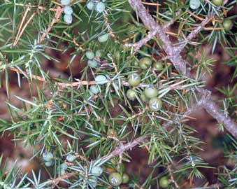juniperus-cedrus-frutos.jpg