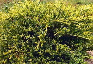 juniperus-chinensis-aurea.jpg