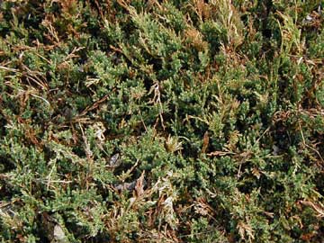 juniperus-horizontalis-hoja.jpg