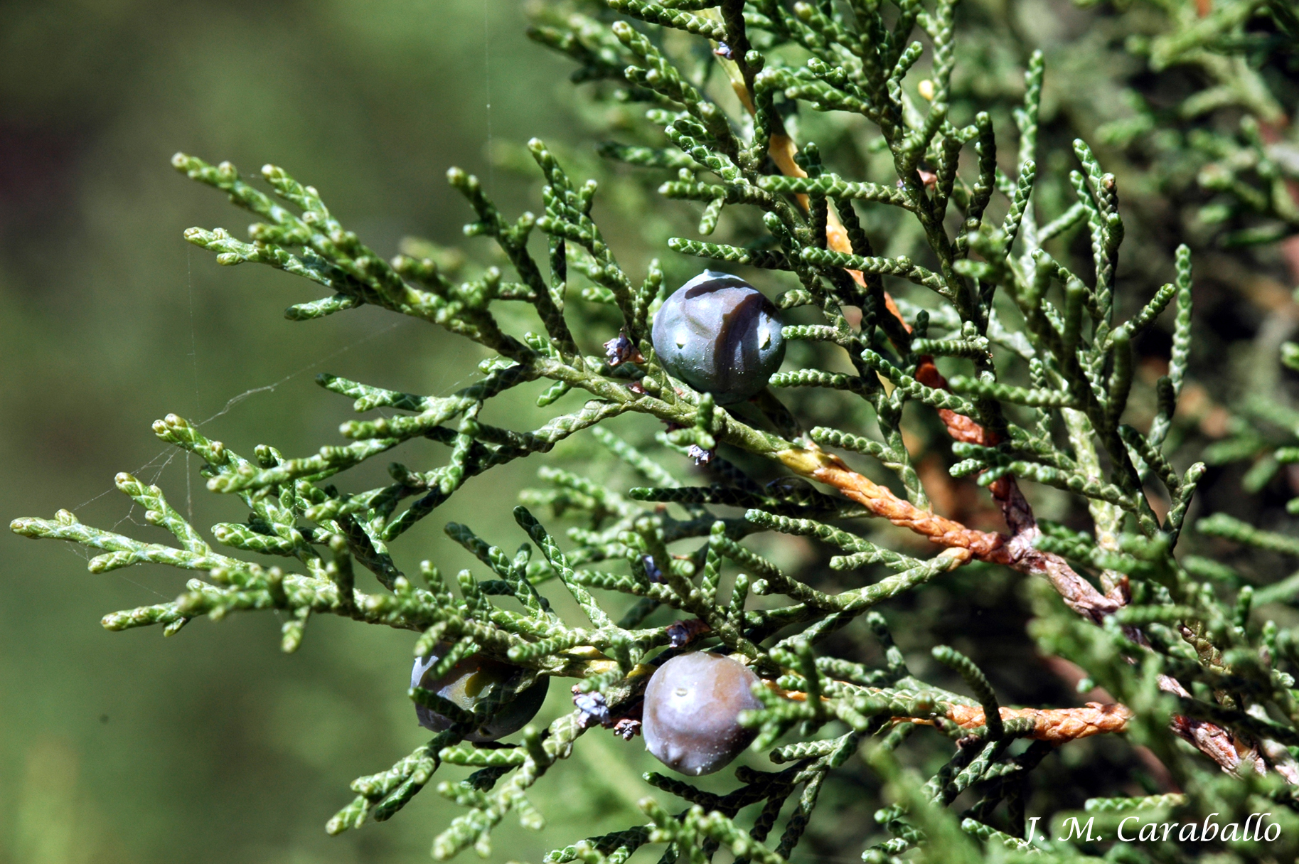 juniperus-phoenicea-turbinata-fruto-1.jpg