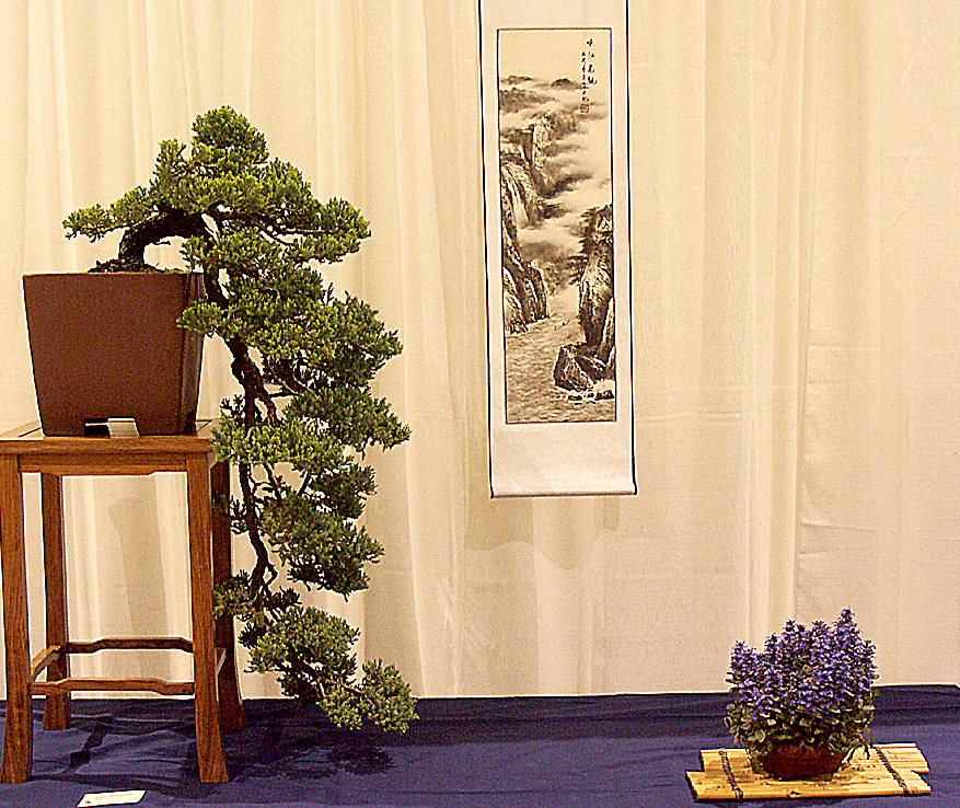 juniperus-procumbens-nana-041.jpg