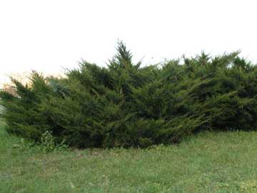 juniperus-sabina.jpg