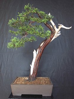 Juniperus_chinensis_Karol.jpg