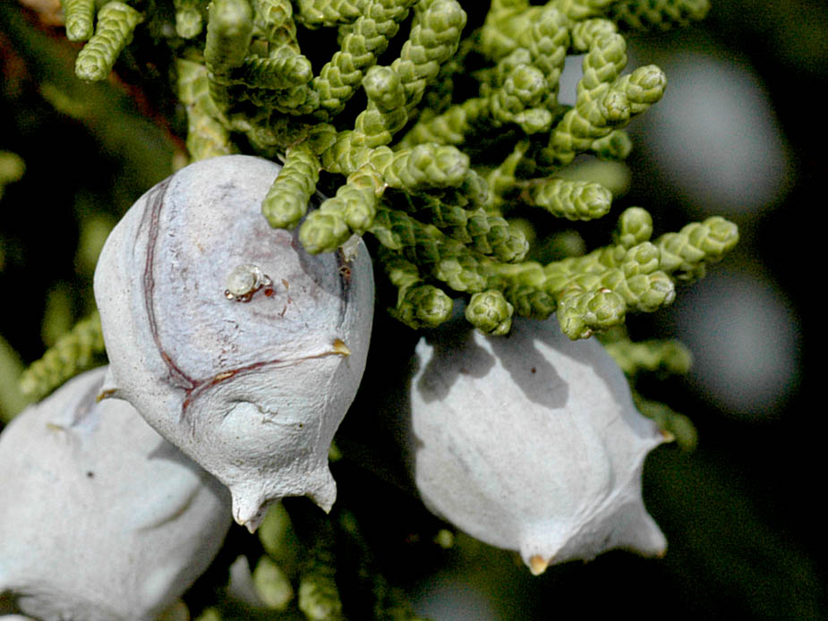 JuniperusCalifornica0959.jpg