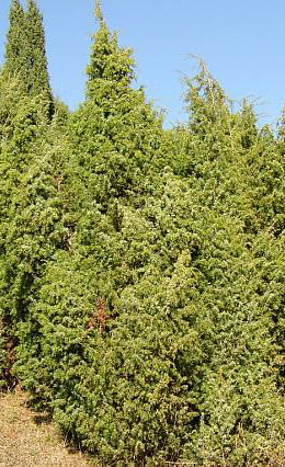 juniperuscommunis01.jpg