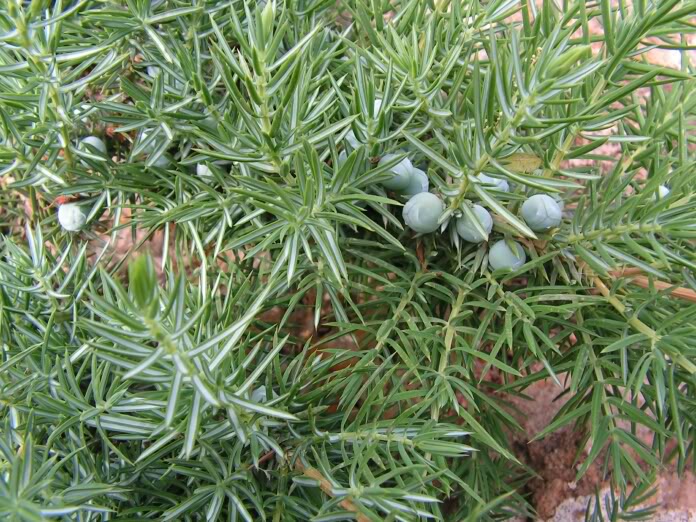 juniperusjardineracascadabolitas-1.jpg